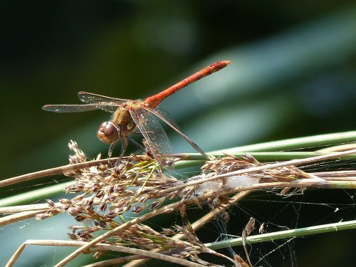 Dragonfly Common Sympetrum