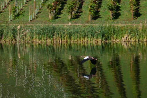 An Egyptian Goose Flying Low Over the Long Lake in Painshill Park