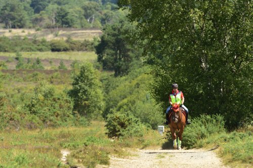 Chobham Common, A Good Place for Horse Riding