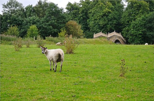 Yew Lookin' at Me, in Worsborough Village