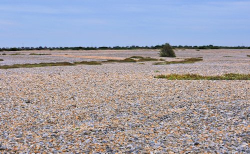 Dungeness Shingle Fields