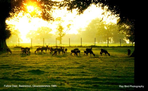 Fallow Deer, Badminton, Gloucestershire 1985