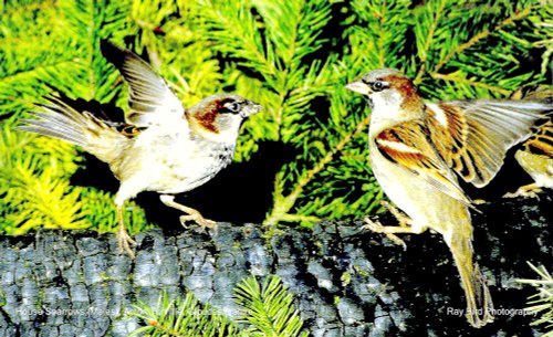 House Sparrows, Acton Turville, Gloucestershire