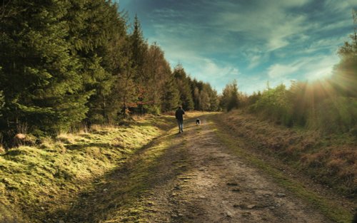 A walk in the forest