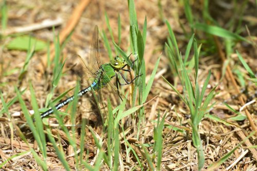 Emperor Dragonfly (Anax Imperator) Male in Whiteley Woods