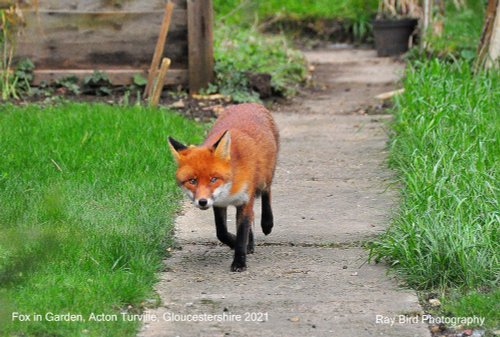 Fox in Garden, Acton Turville, Gloucestershire 2021