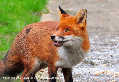 Fox in Garden, Acton Turville, Gloucestershire 2021