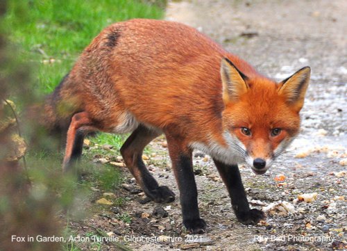 Fox in Garden, Acton Turville, Gloucestershire 2021