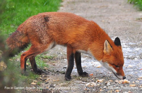 Fox in Garden, Acton Turville, Gloucestershire 2021
