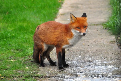Fox in Garden, Acton Turville, Gloucestershire 2021