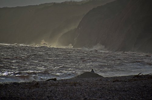 Gulls in rough Budleigh sea