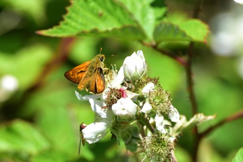 Large Skipper (Ochlodes Sylvanus) Male on a Bramble on Chobham Common