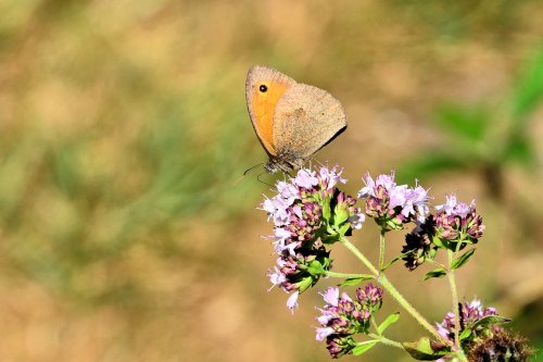 Meadow Brown (Maniola Jurtina) Male on Chobham Common