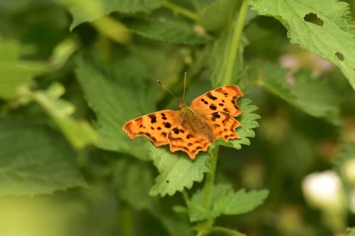 Comma Butterfly (Polygonia c-album) Male in Whiteley Woods