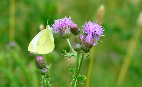 Small White (Pieris Rapae) Male on Knapweed in Whiteley Woods