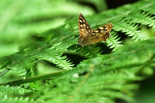 Speckled Wood on a Fern Frond in Whiteley Woods