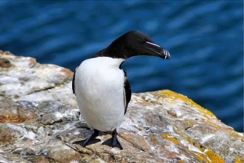Razorbill at Skomer's North Landing
