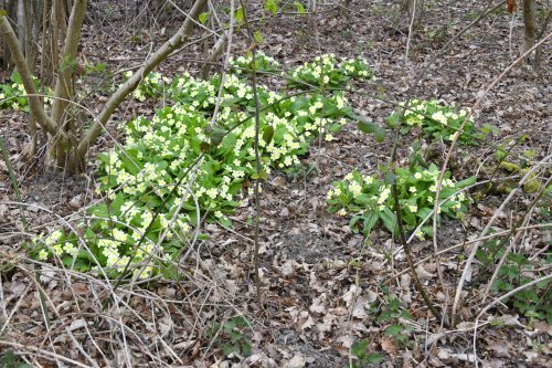 Primroses at Marks Hall Estate, Coggeshall