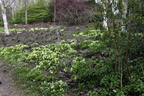 Markshall Estate Grounds