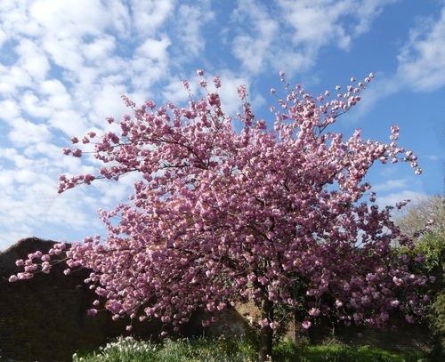 Cherry Blossom in Greenwich Park