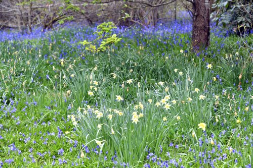 Riverhill Malayan Garden in Sevenoaks