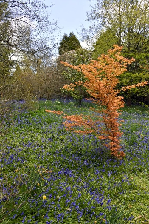 Riverhill Malayan Garden in Sevenoaks