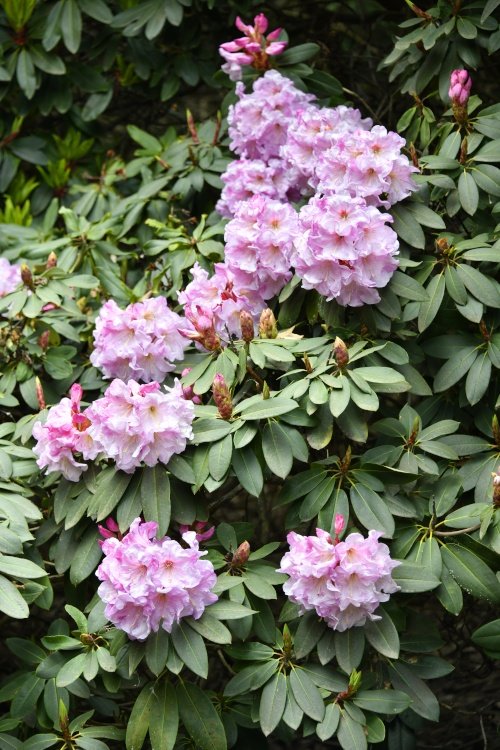 Riverhill Malayan Garden in Sevenoaks