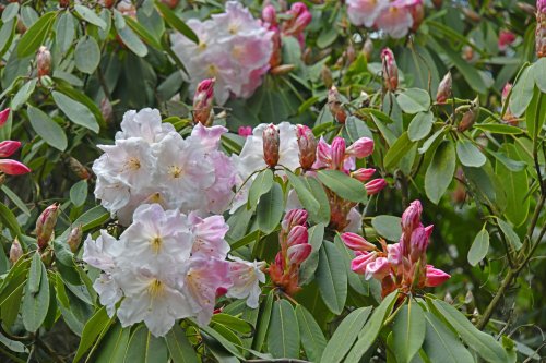 Riverhill Malayan Garden in Sevenoaks