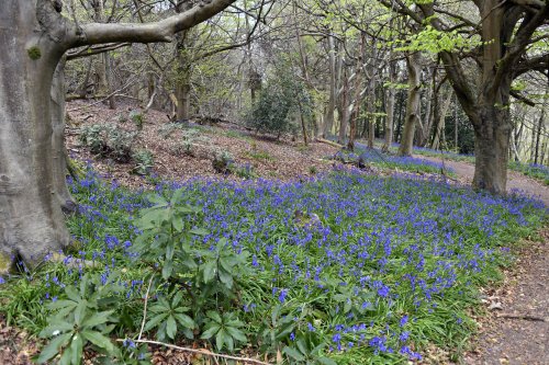 Riverhill Malayan Garden in Sevenoaks
