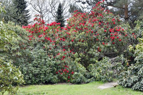 Riverhill Malayan Garden in Sevenoaks