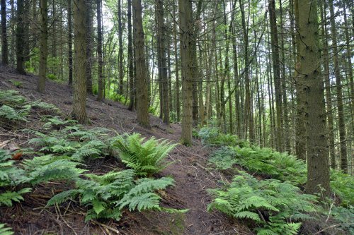 Woodland Walk near Llanishen