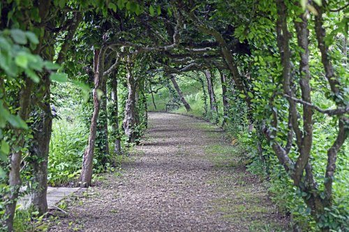 Woolbeding Gardens - Hornbeam Tunnel