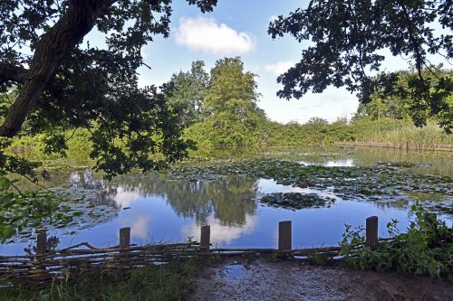 Sheepwash Pond at Hatchlands Park