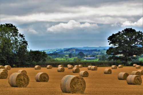 Hay Bales at Broome, Aston on Clun.