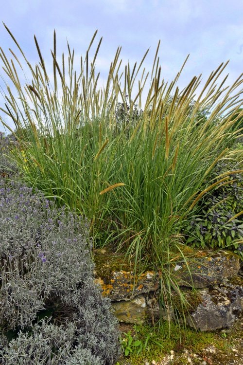 Doddington Place Rock Garden