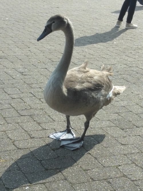 Aggressive swan on Town Quay, Christchurch