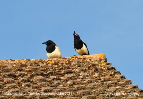 Magpies, Acton Turville, Gloucestershire 2021
