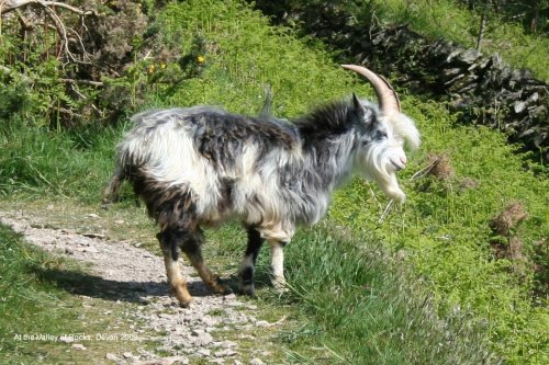 An elderly resident of The Valley of Rocks