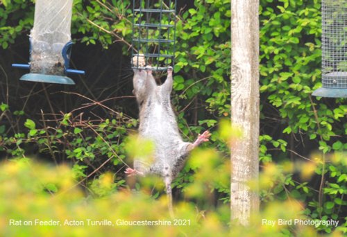 Rat on Bird Feeder, Acton Turville, Gloucestershire 2021