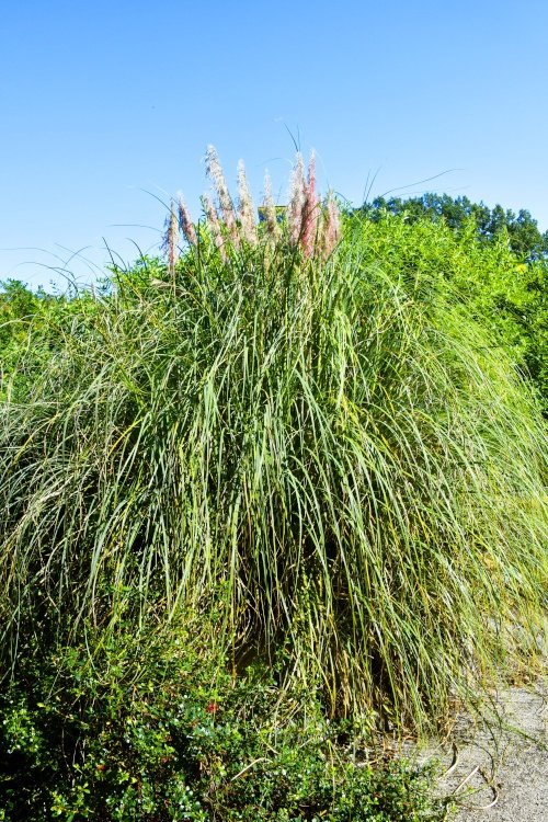 Lullingstone Castle World Garden