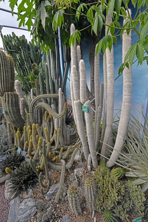 Lullingstone Castle Garden, The Cactus House