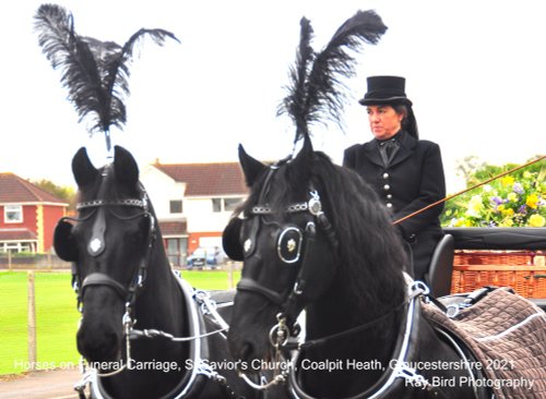 Horses on Funeral Carriage, St Saviour's Church, Coalpit Heath, Gloucestershire 2021