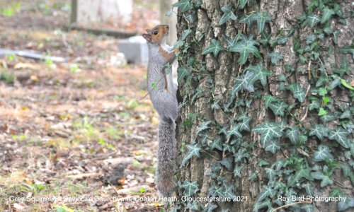 Grey Squirrel, St Saviour's Churchyard, Coalpit Heath, Gloucestershire 2021