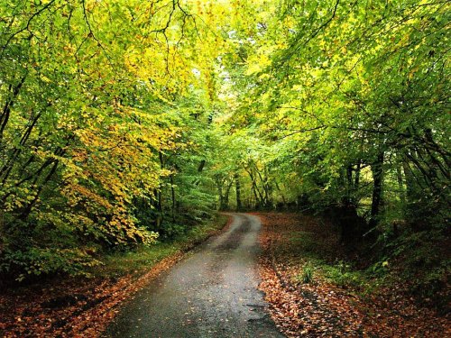 Wortheal Lane near Chard, Somerset, entering in to Autumn.