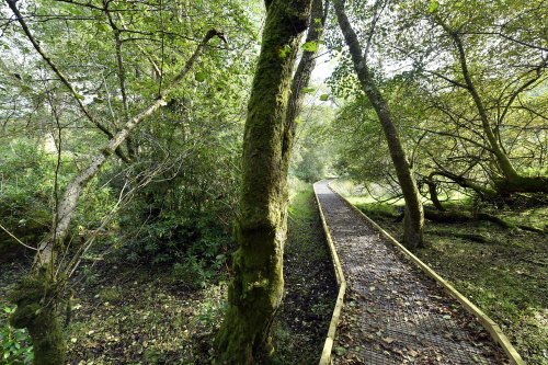 Boardwalk in the grounds of Newton House, Dinefwr