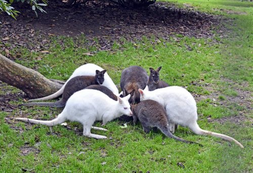 Wallabies at Leonardslee Gardens