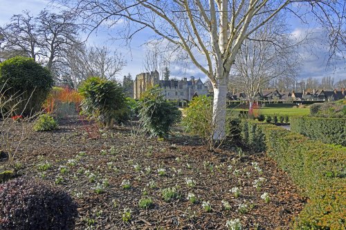 Snowdrops at Hever Castle Garden