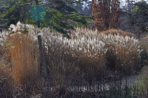 Grasses along Diana's Walk at Hever Castle Gardens