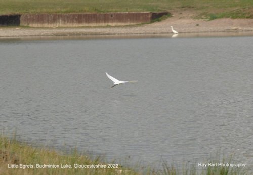 Little Egret, Badminton Lake, Gloucestershire 2022