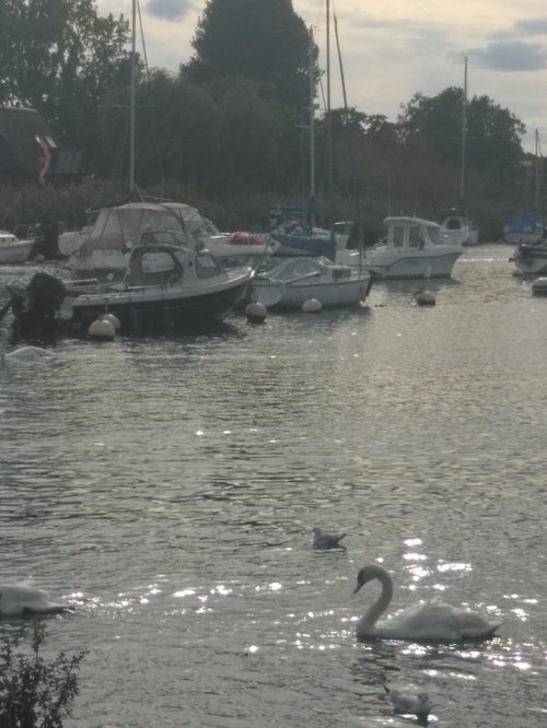 Swan and boats on river by Christchurch Quay